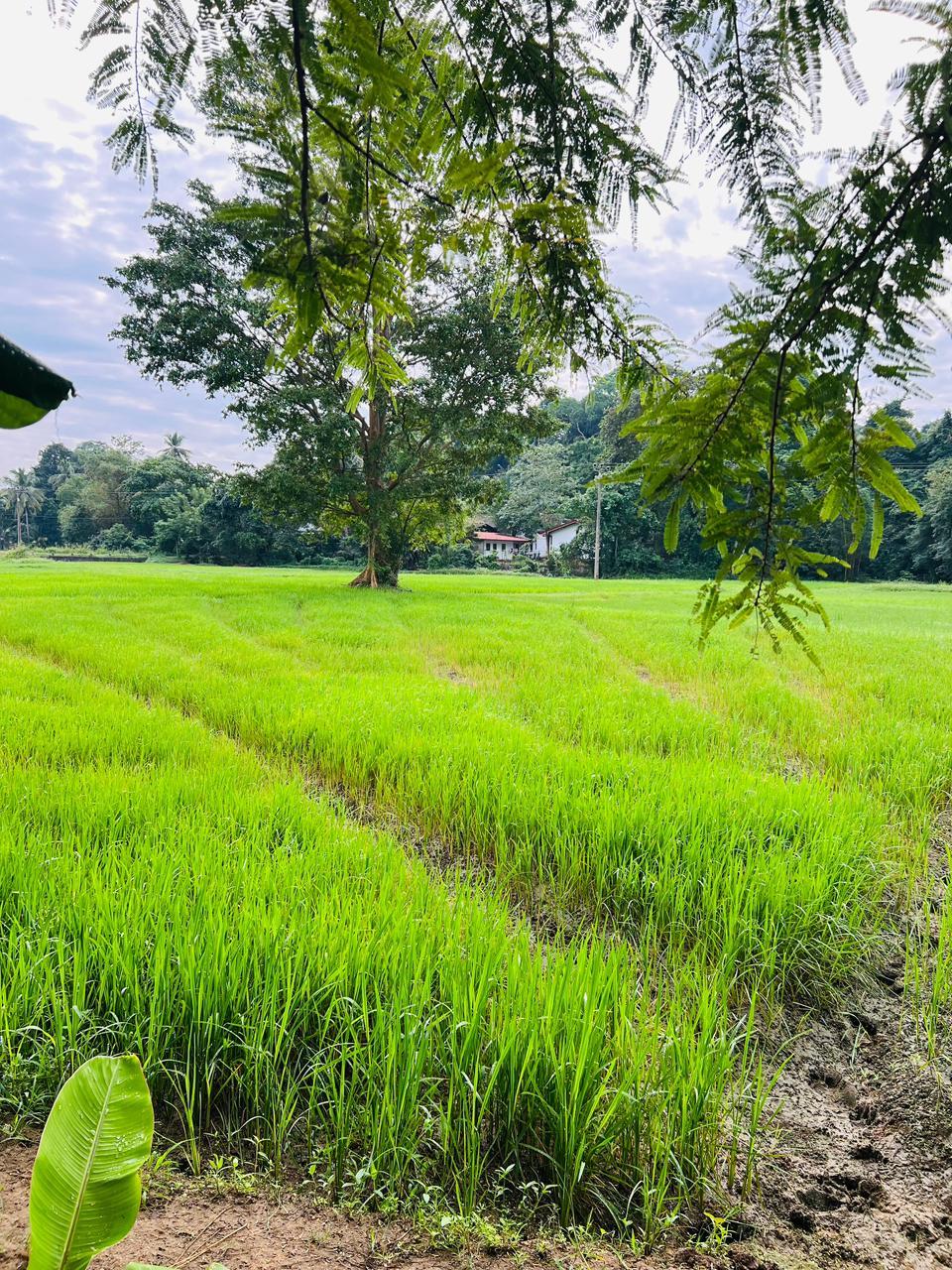 5-Bedroom House with Land & Paddy Field for Sale | Kurunegala