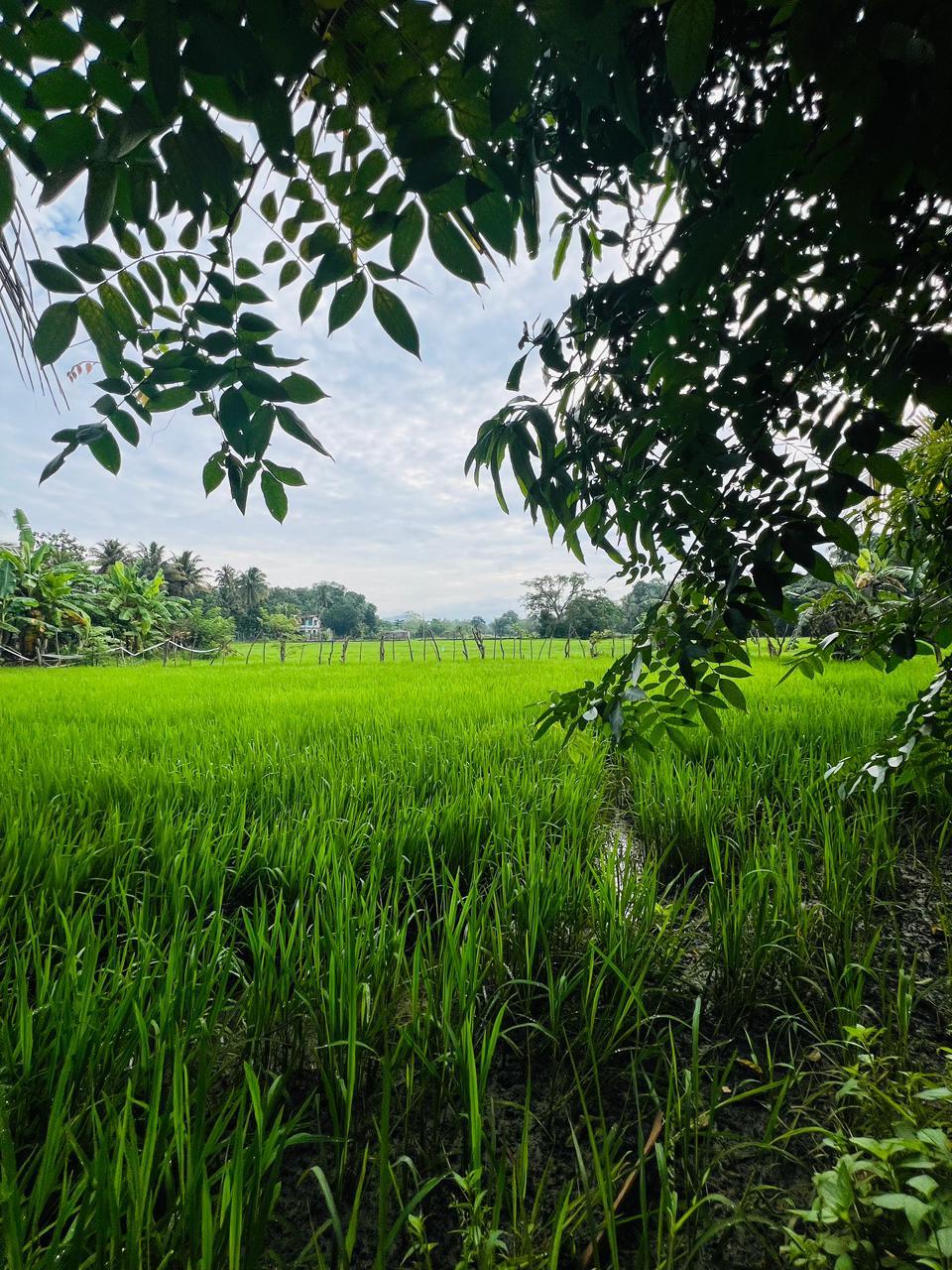 5-Bedroom House with Land & Paddy Field for Sale | Kurunegala