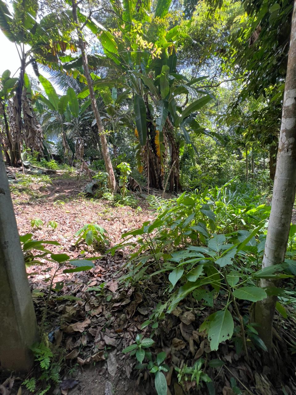 Bare Land for Sale in Pilimathalawa