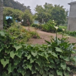 WhatsApp Image 2021 05 20 at 4.51.29 PM