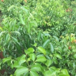 WhatsApp Image 2022 05 25 at 1.52.32 PM