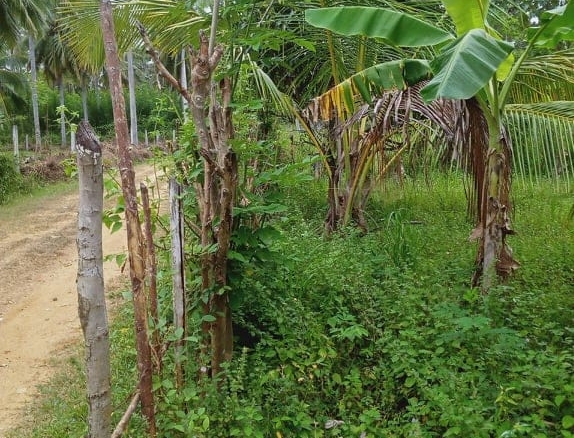 rathnapura7